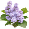 Lilas