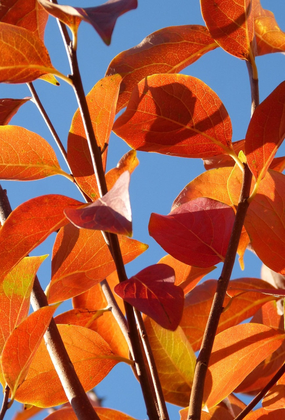 Kaki Pomme - 1/2 tige - H.175/200cm - Pot de 12 litres