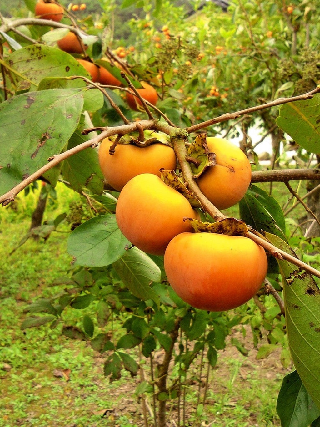 Kaki 'Fuyu' - 1/2 tige - H.175/200cm - Pot de 12 litres