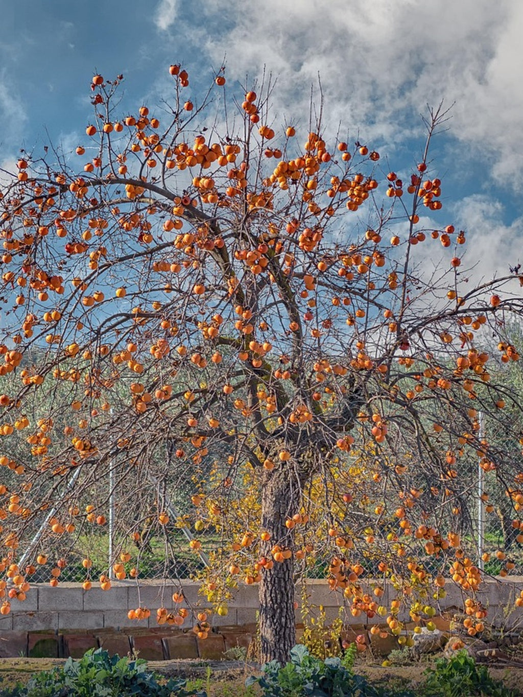 Kaki 'Fuyu' - 1/2 tige - H.175/200cm - Pot de 12 litres