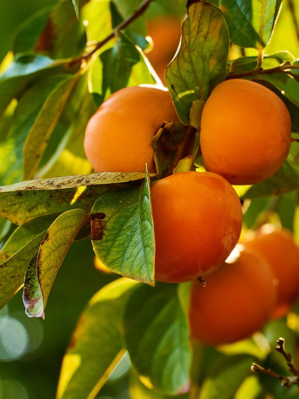 Kaki 'Fuyu' - 1/2 tige - H.175/200cm - Pot de 12 litres
