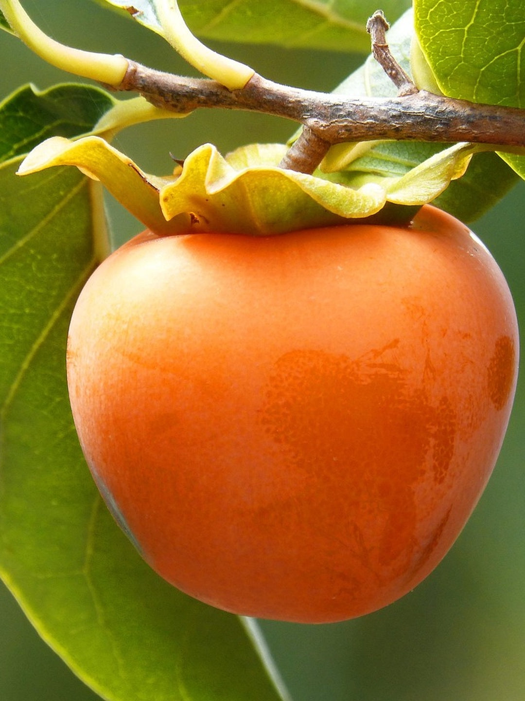 Kaki 'Fuyu' - 1/2 tige - H.175/200cm - Pot de 12 litres