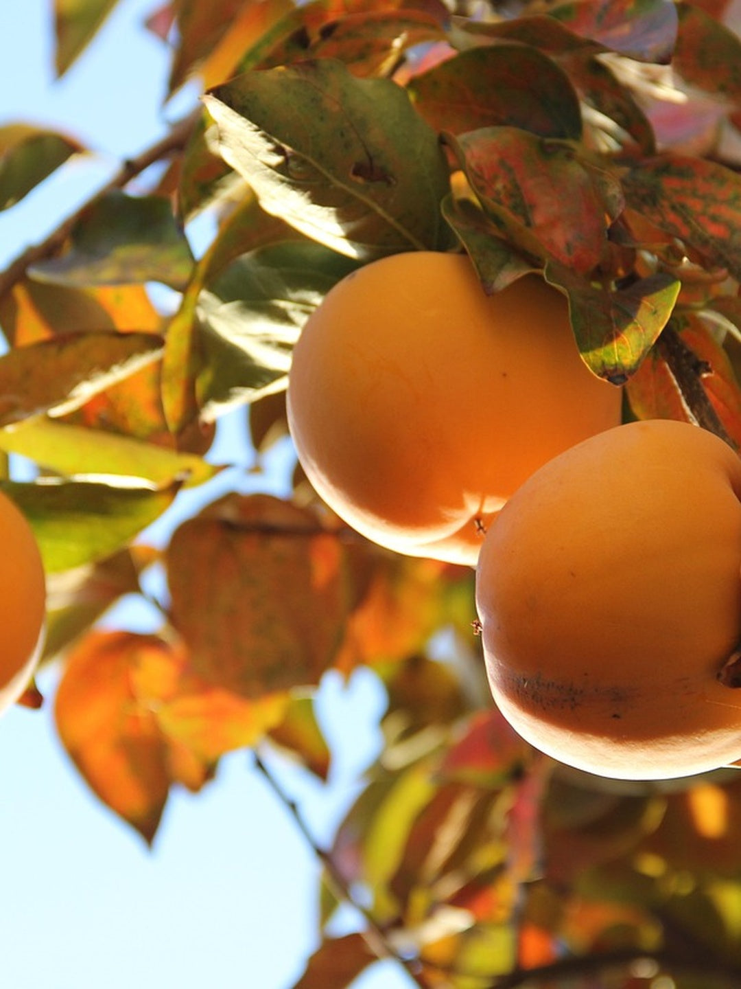 Kaki Pomme - 1/2 tige - H.175/200cm - Pot de 12 litres