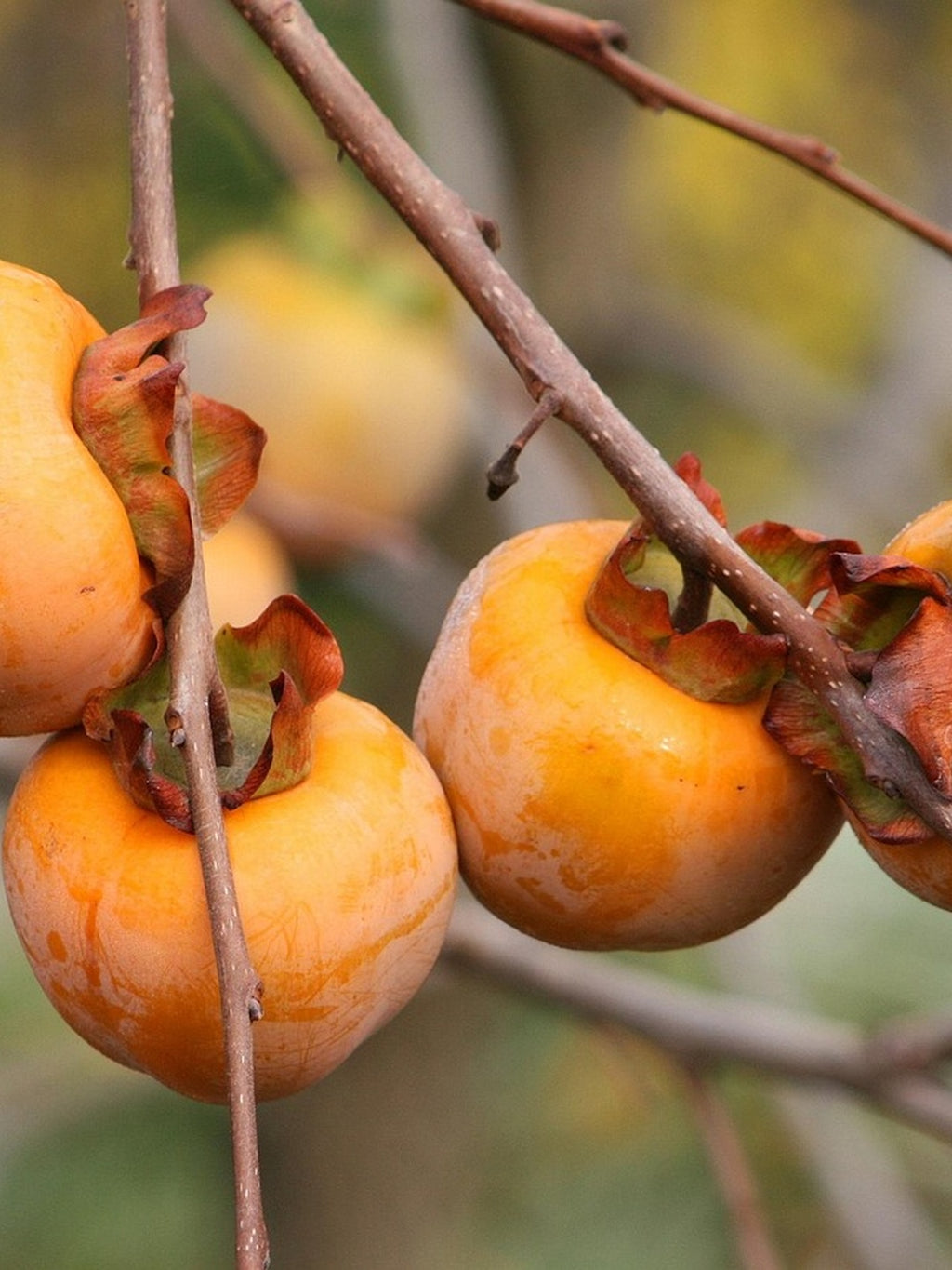 Kaki Pomme - 1/2 tige - H.175/200cm - Pot de 12 litres