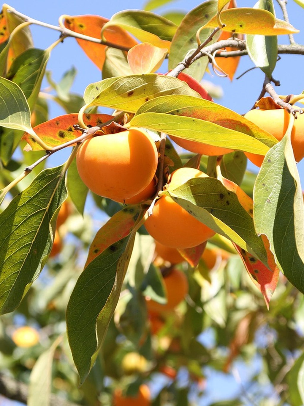 Kaki Pomme - 1/2 tige - H.175/200cm - Pot de 12 litres