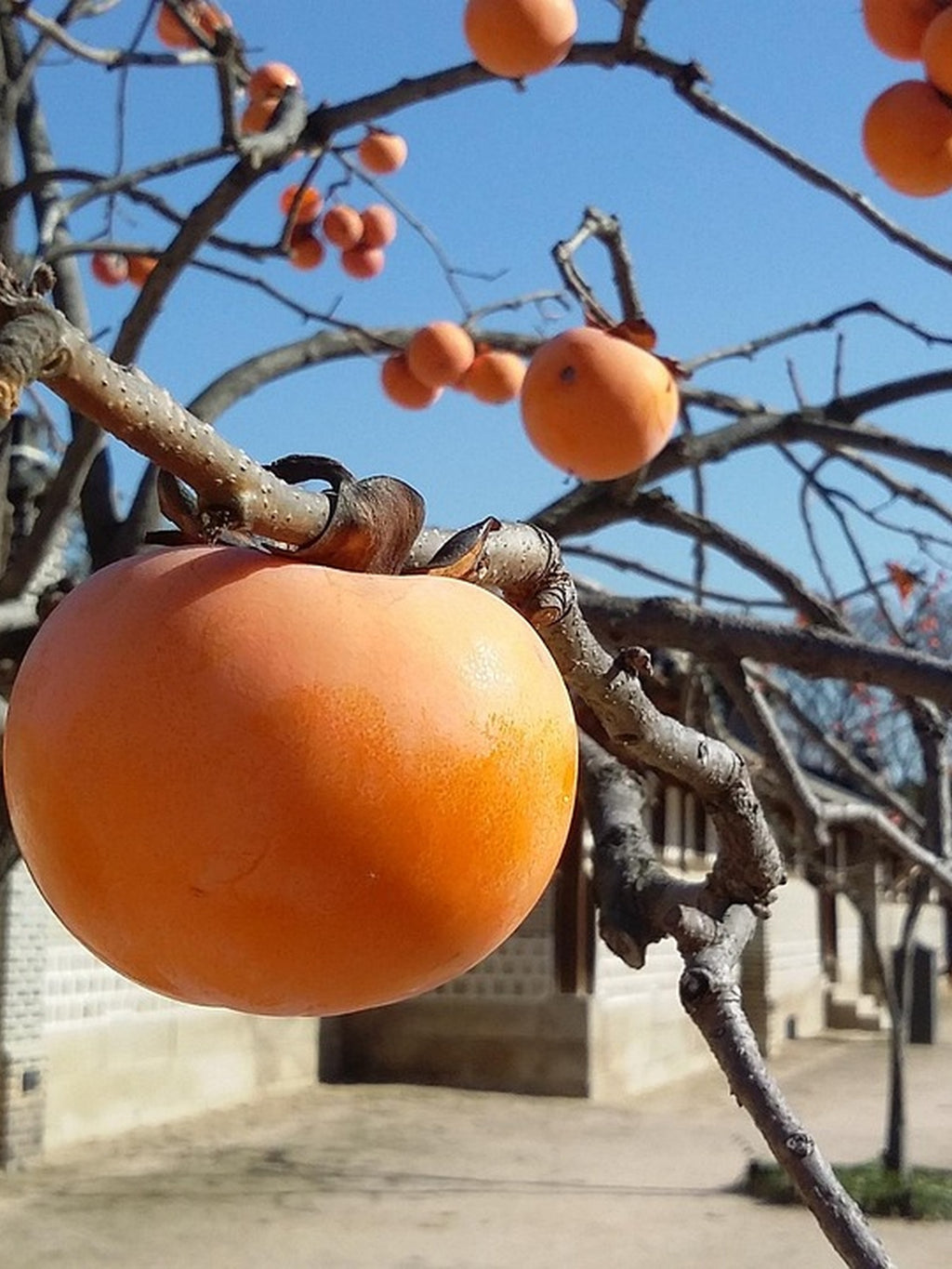 Kaki Pomme - 1/2 tige - H.175/200cm - Pot de 12 litres