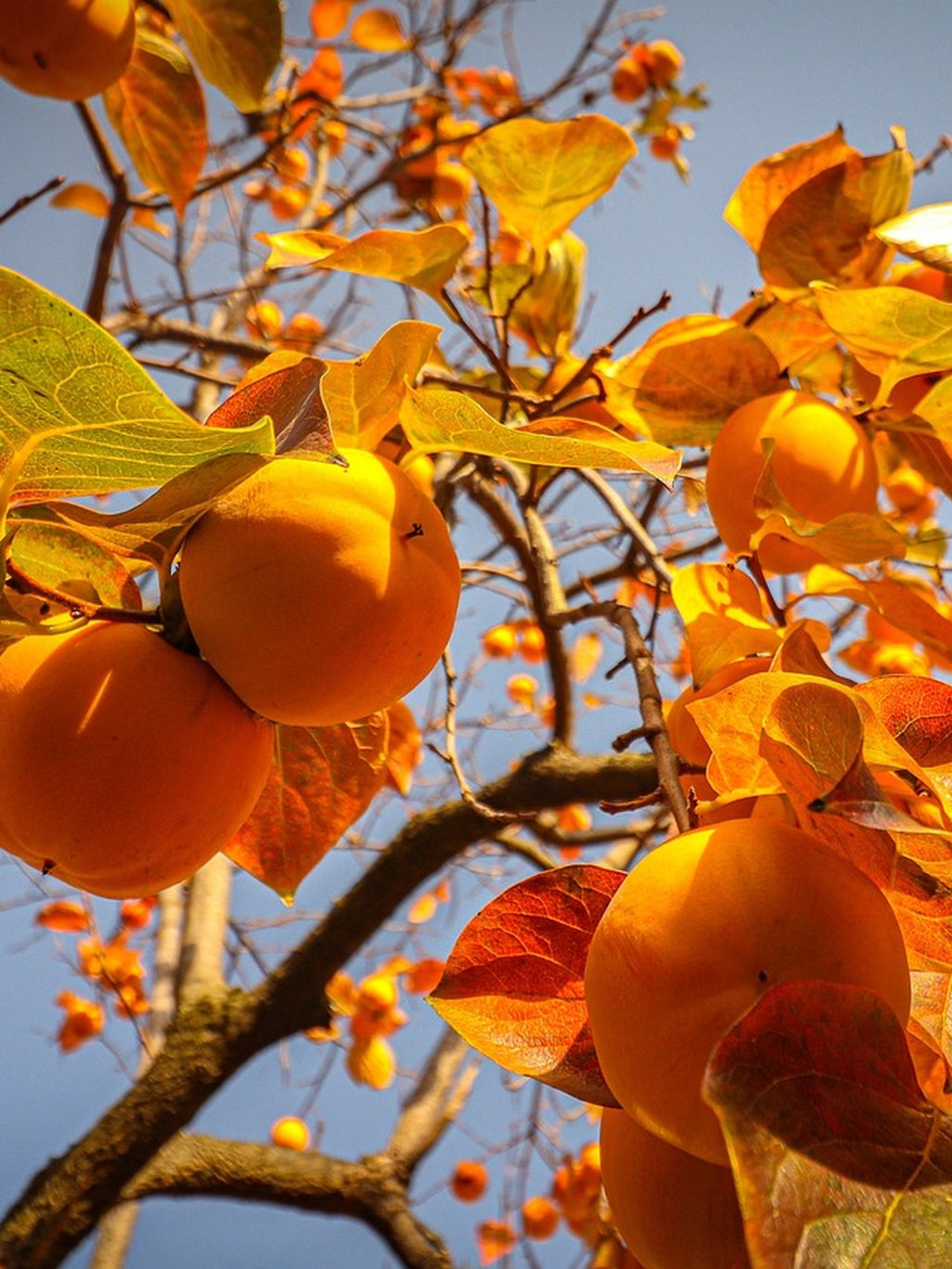 Kaki Pomme - 1/2 tige - H.175/200cm - Pot de 12 litres