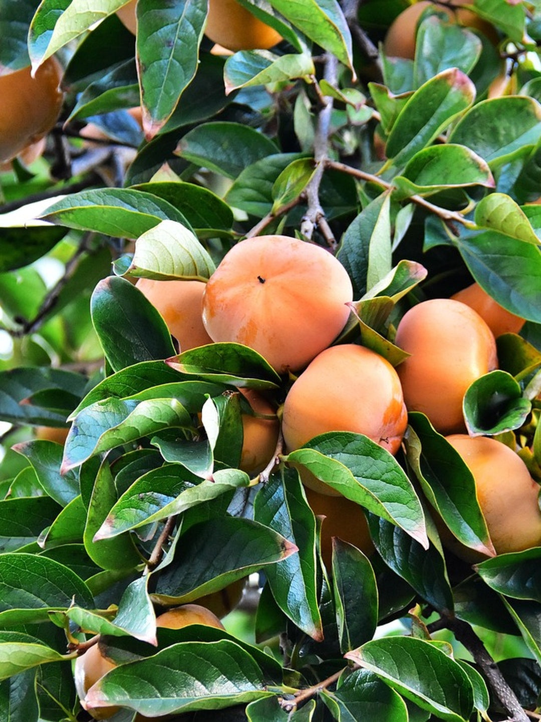 Kaki Pomme - 1/2 tige - H.175/200cm - Pot de 12 litres