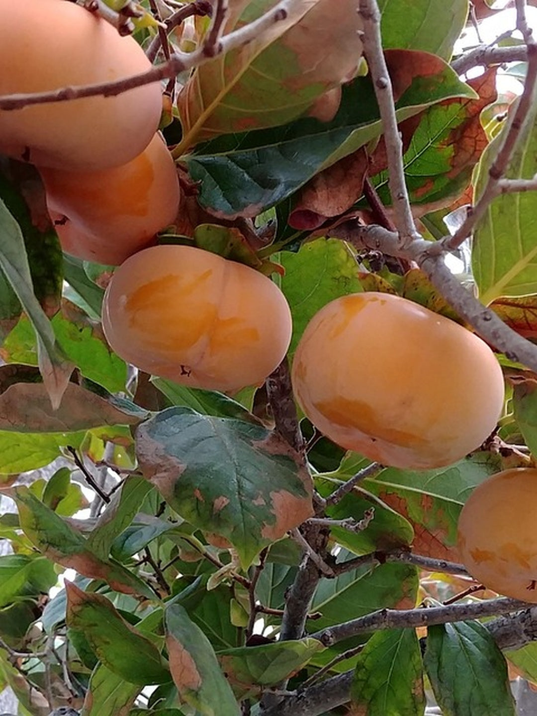 Kaki Pomme - 1/2 tige - H.175/200cm - Pot de 12 litres