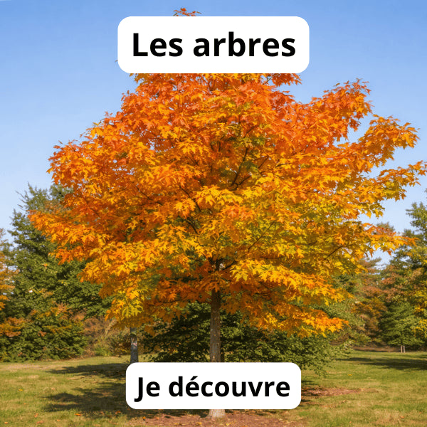 Arbre ornemental pour jardin – décoration naturelle et élégante.