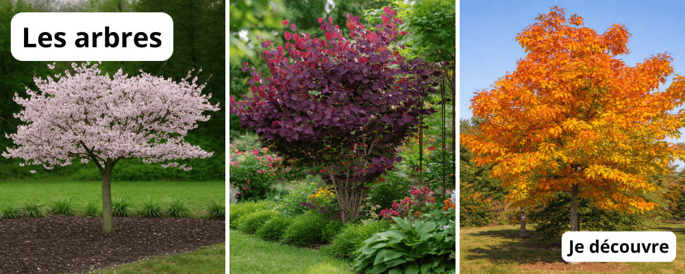Arbre ornemental pour jardin – décoration naturelle et élégante.