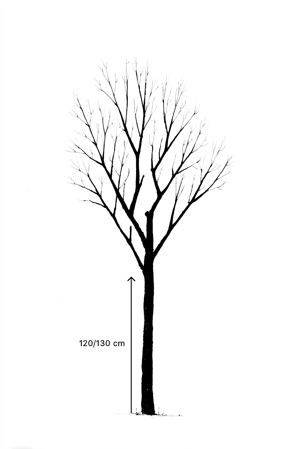 Kaki 'Fuyu' - 1/2 tige - H.175/200cm - Pot de 12 litres