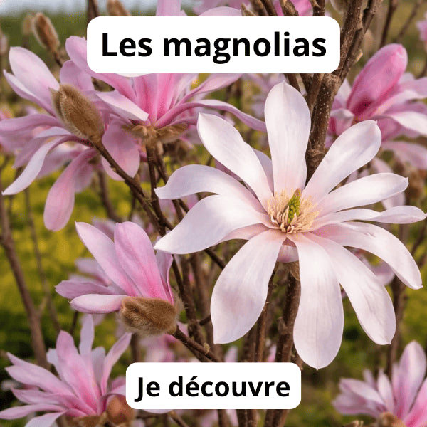 Magnolias jardin