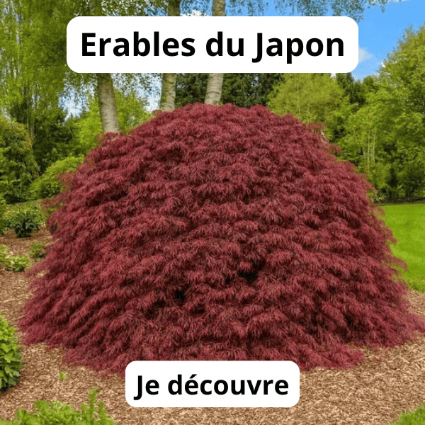 Erables du Japon