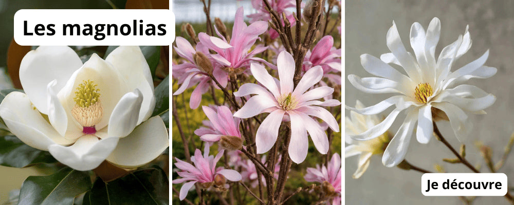 Magnolias jardin