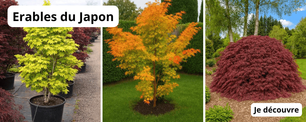 Erables du Japon
