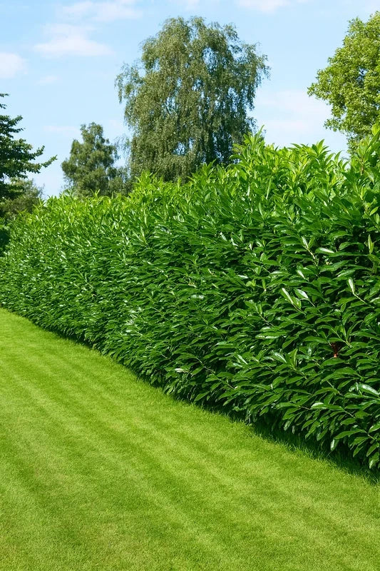 Haie de laurier du Caucase 'Dart's' - 15 mètres - Pot de 2 litres