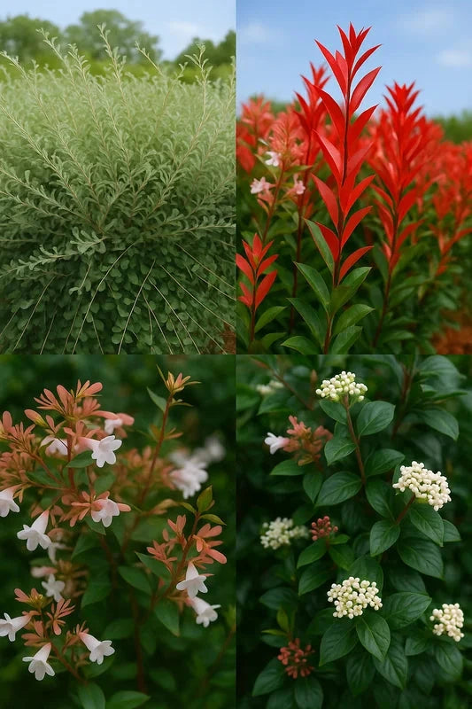 Haie persistante -  40 mètres - Pot de 2 litres