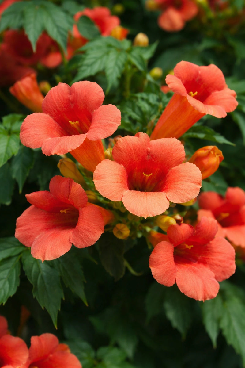 Bignone 'Fire trumpet vine' - Tigette - H.125/150cm - Pot de 7,5 litres