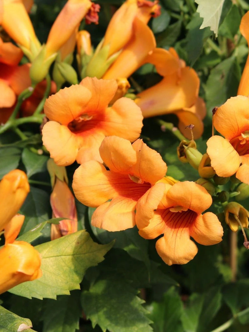 Bignone 'Indian Summer' - Tigette - H.125/150cm - Pot de 7,5 litres