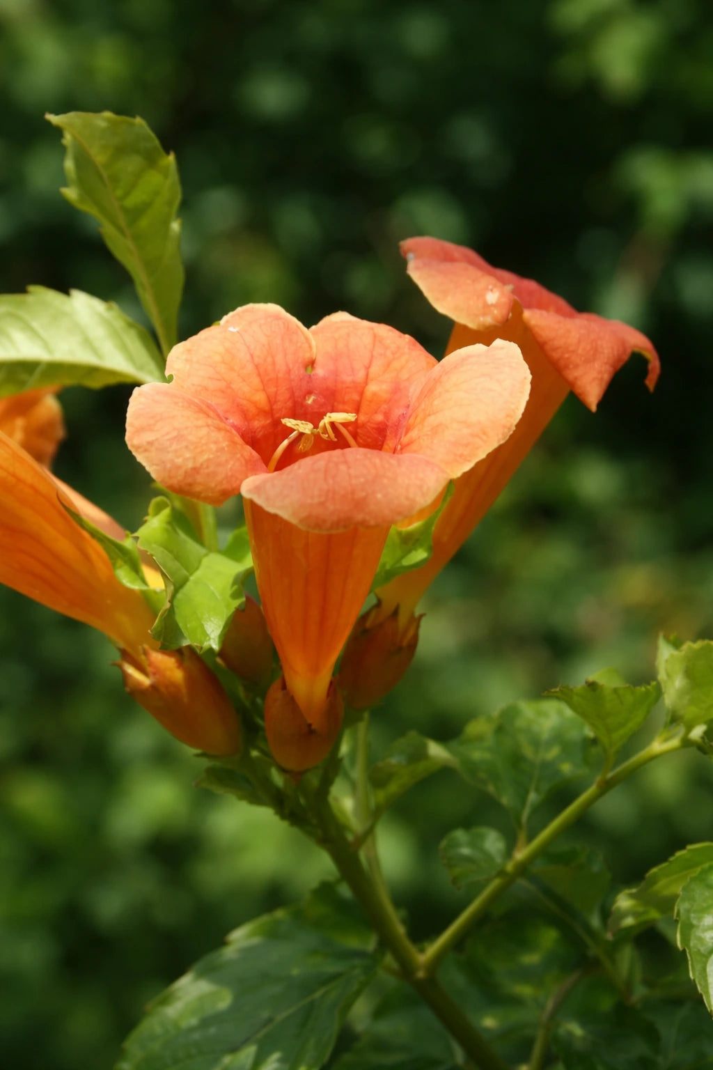 Bignone 'Indian Summer' - Tigette - H.125/150cm - Pot de 7,5 litres - Image 2