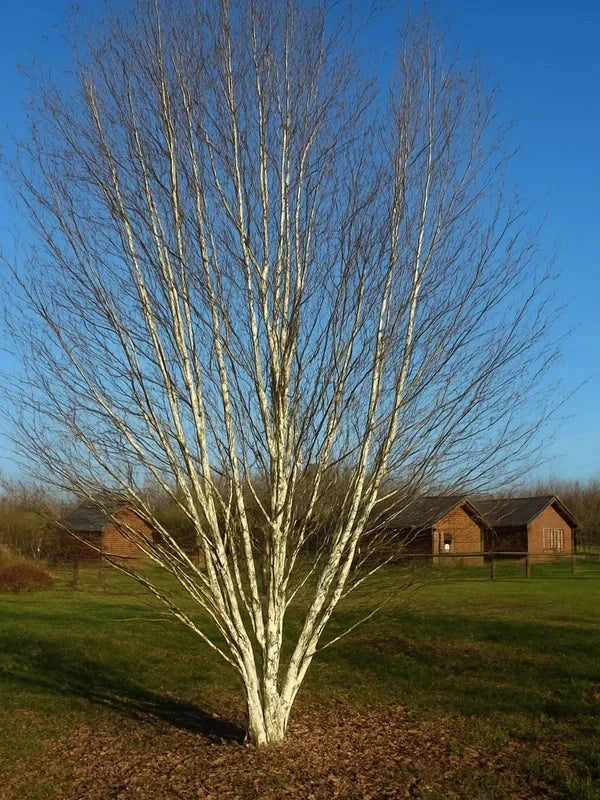 Bouleau de l'Himalaya - H.200/250cm - Baliveau - Racines nues