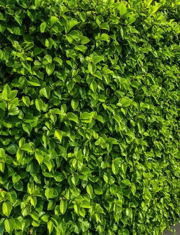 Charme commun - H.200/250cm - Baliveau - Racines nues