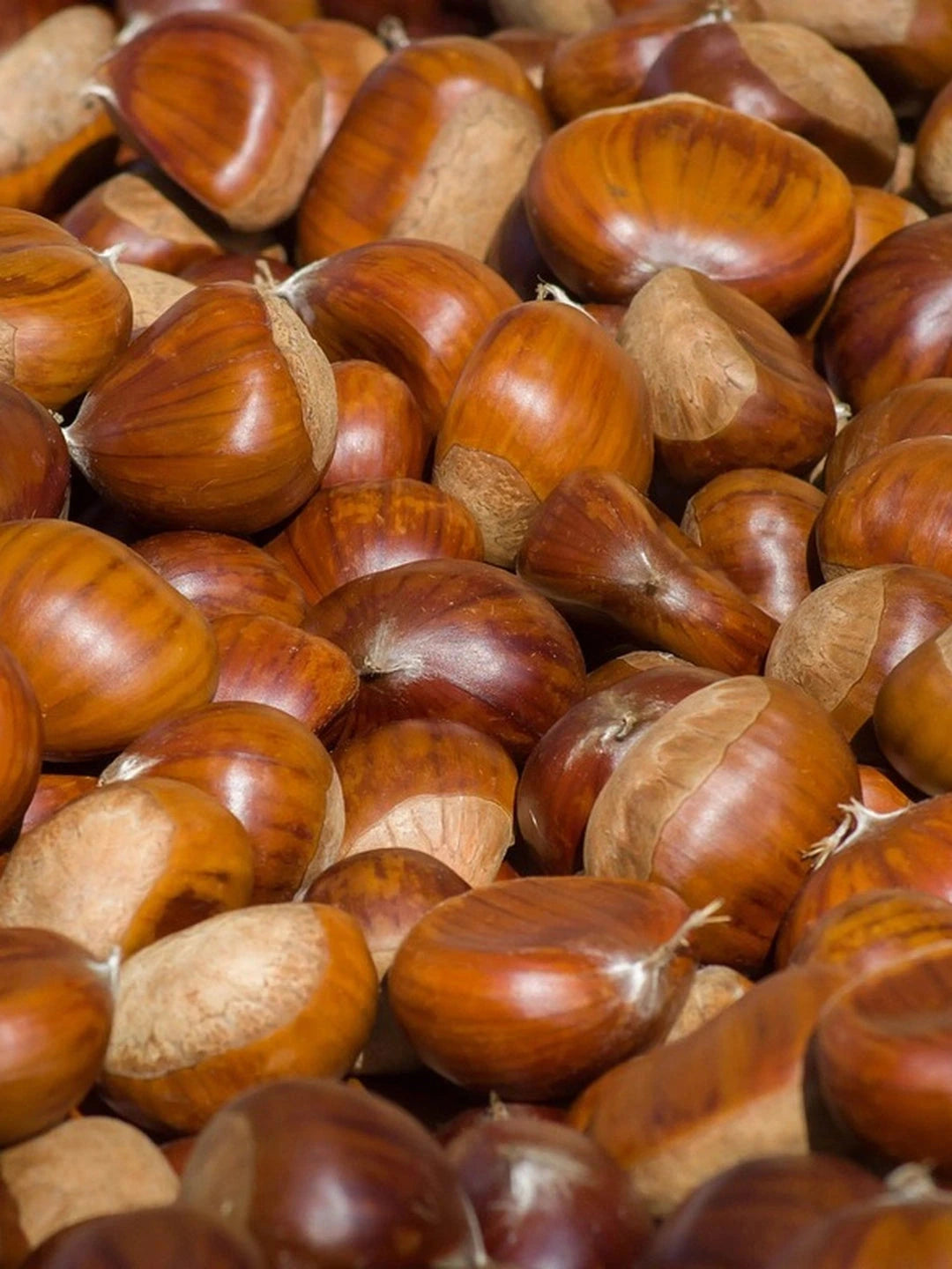 Châtaignier 'Marsol' - Tige 6/8 - H.250/300cm - Racines nues - Image 1