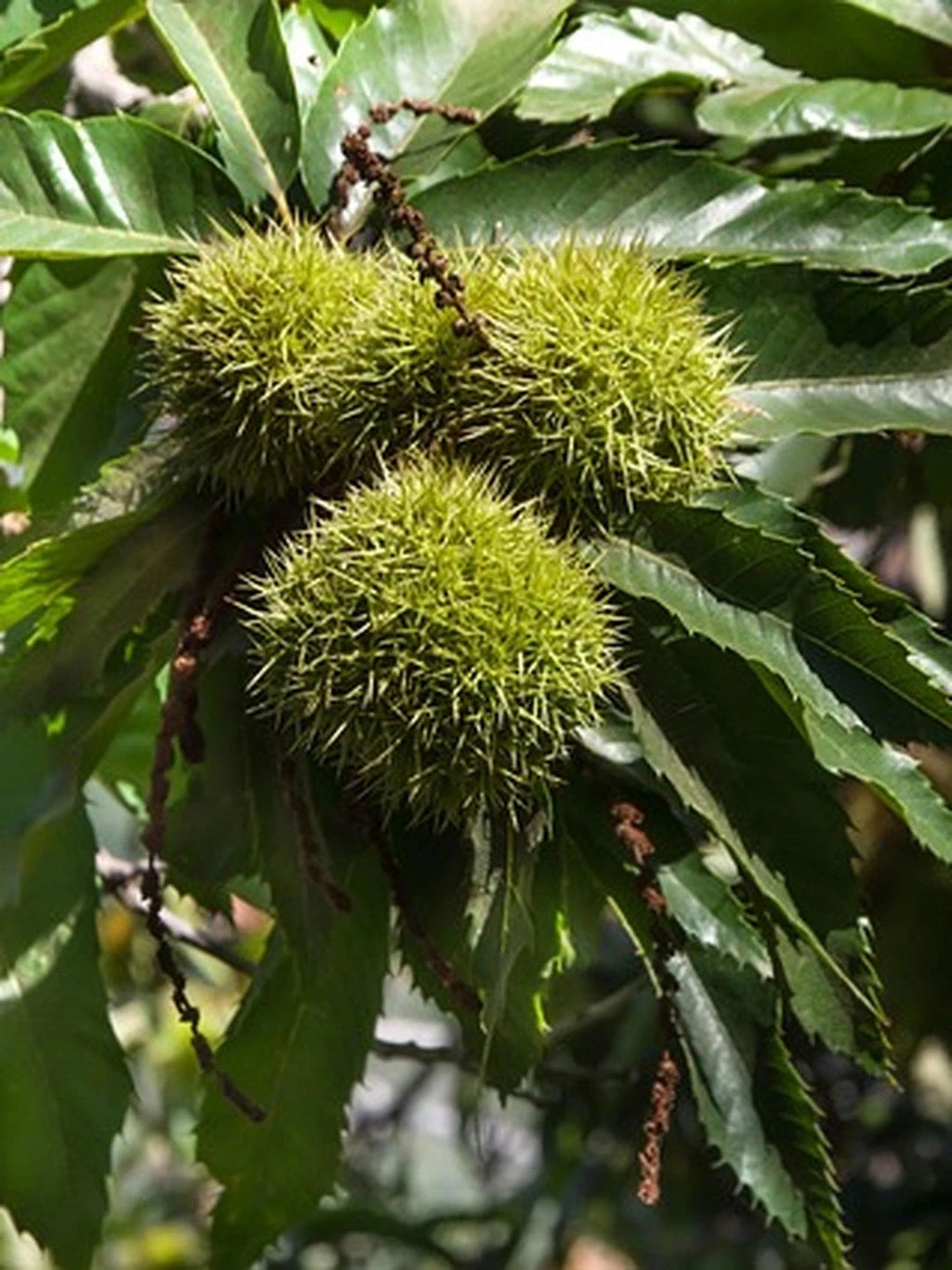 Châtaignier 'Marsol' - Tige 6/8 - H.250/300cm - Racines nues - Image 2