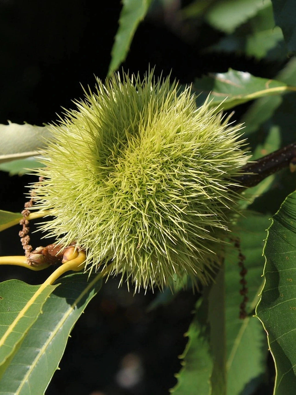 Châtaignier 'Marsol' - Tige 6/8 - H.250/300cm - Racines nues - Image 3