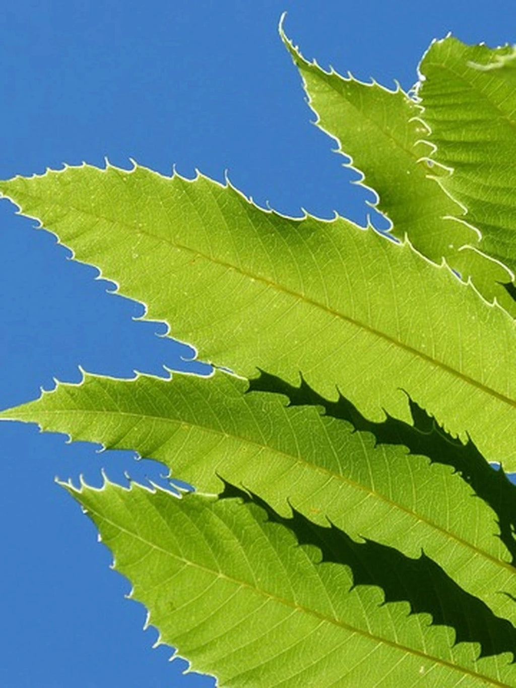 Châtaignier 'Marsol' - Tige 6/8 - H.250/300cm - Racines nues - Image 4