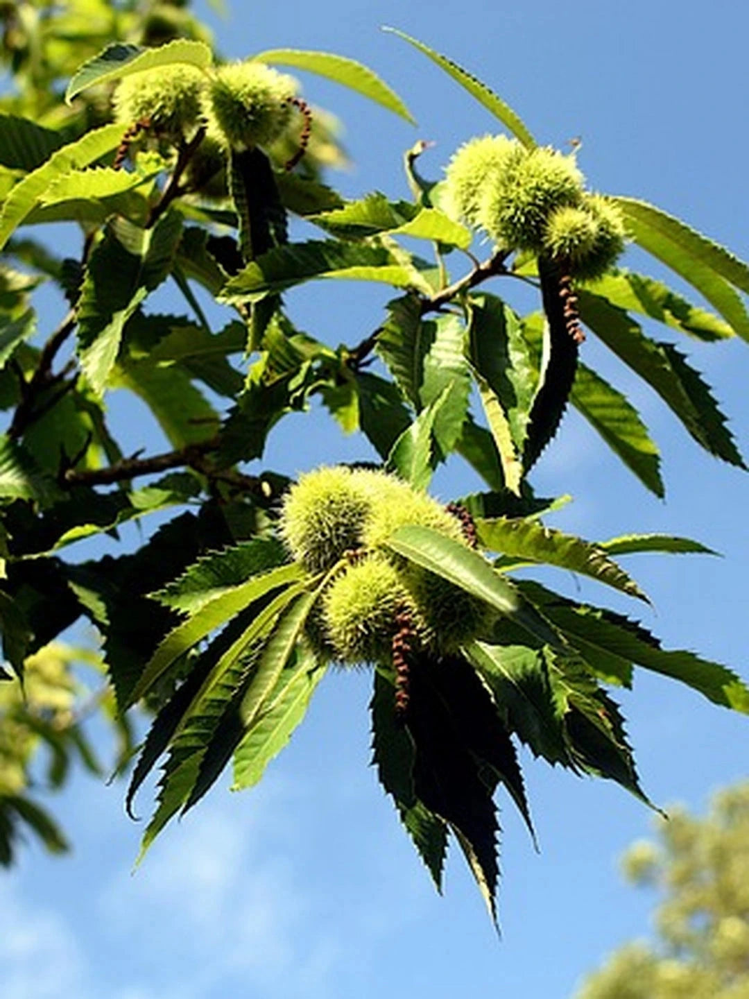 Châtaignier 'Marsol' - Tige 6/8 - H.250/300cm - Racines nues - Image 5