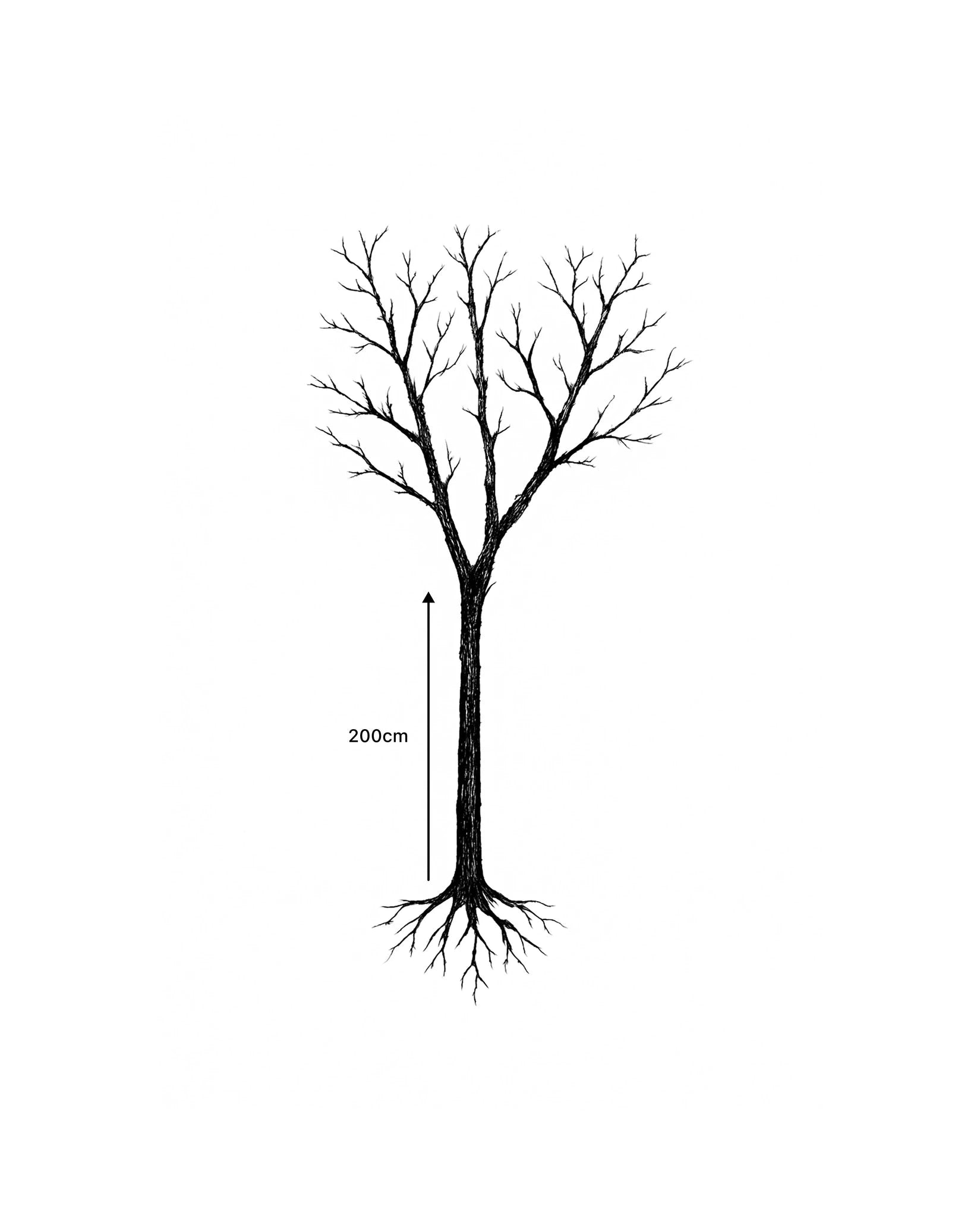 Châtaignier 'Marsol' - Tige 6/8 - H.250/300cm - Racines nues - Image 6
