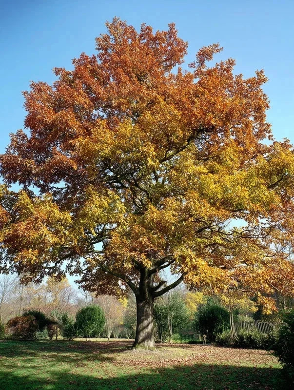 Chêne des marais - Tige 6/8cm - H.250/300cm - Racines nues