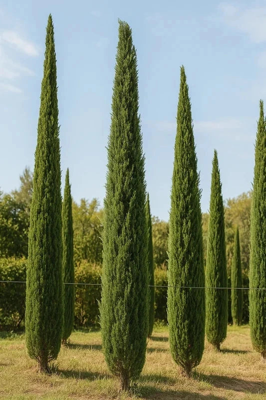 Cyprès de Provence 'Garda' - H.200/250cm - Pot de 35 litres