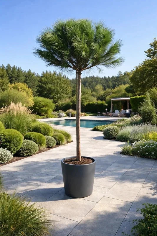 Pin parasol - H.200/250cm - Tige 10/12cm - Pot de 35 litres