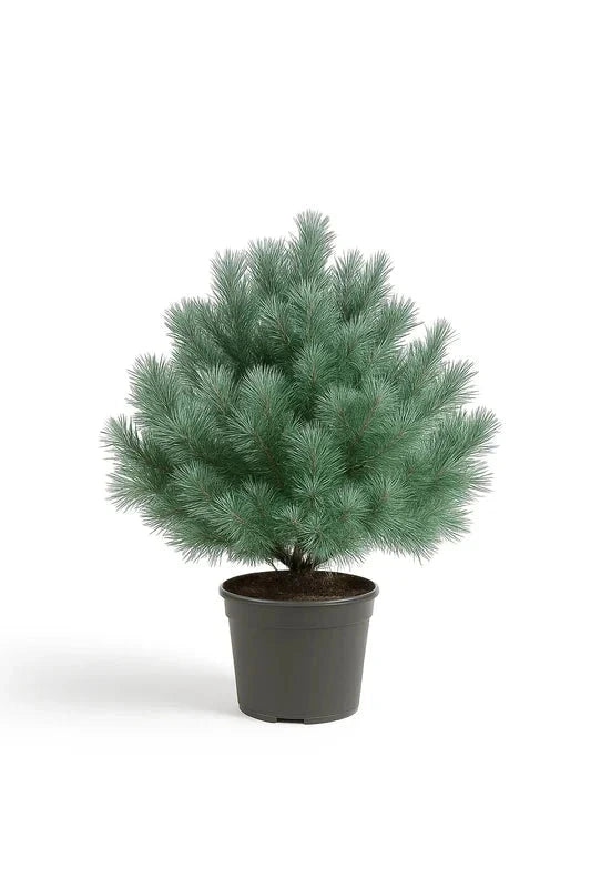 Pin sylvestre 'Nana' - H.50/60 cm - Pot de 7,5 litres