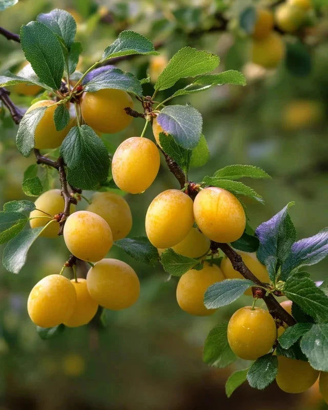 Prunier 'Mirabelle de nancy' Label Rouge - Gobelet - H.125/150cm - Pot de 12 litres - Image 3