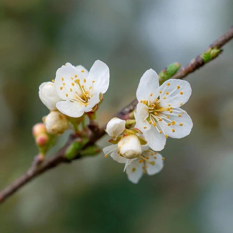Prunier 'Mirabelle de nancy' Label Rouge - Gobelet - H.125/150cm - Pot de 12 litres - Image 4
