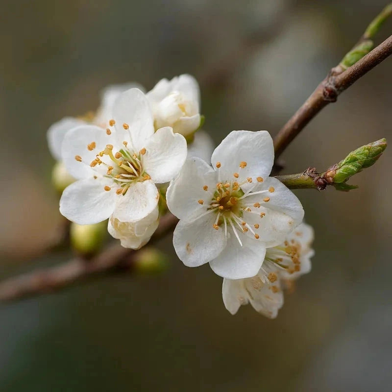 Prunier 'Mirabelle de nancy' Label Rouge - Gobelet - H.125/150cm - Pot de 12 litres - Image 6