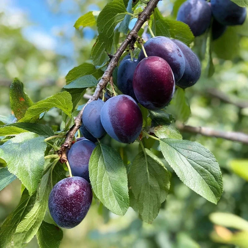 Prunier 'Quetsche toronto' - Colonnaire - H.100/125cm - Pot de 7,5 litres
