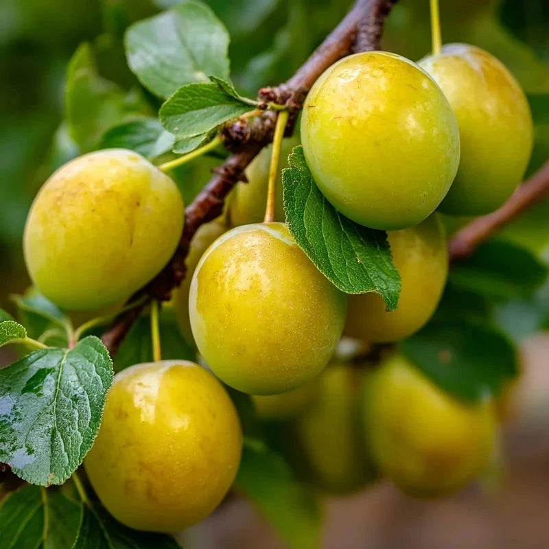 Prunier 'Reine Claude de Bavay' - 1/2 tige - H.175/200cm - Pot de 12 litres