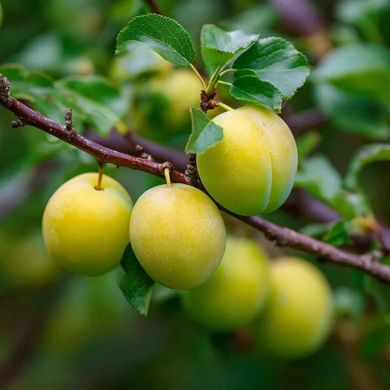 Prunier 'Reine Claude de Bavay' - 1/2 tige - H.175/200cm - Pot de 12 litres - Image 2