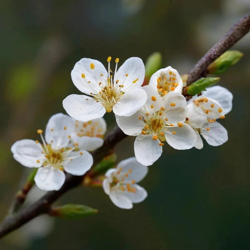 Prunier 'Reine Claude de Bavay' - 1/2 tige - H.175/200cm - Pot de 12 litres - Image 4