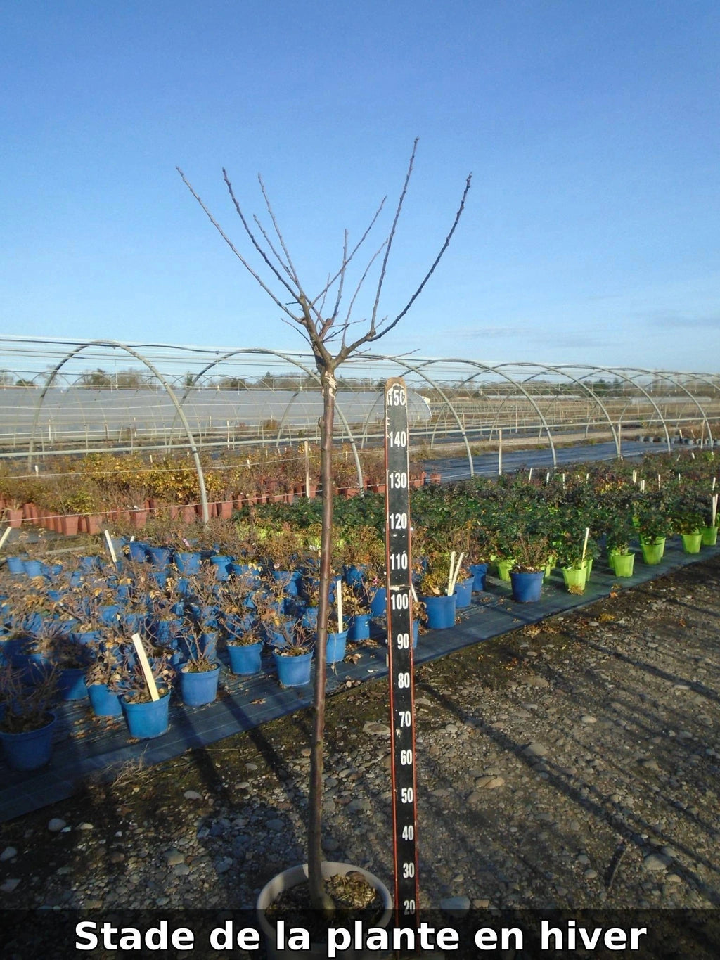 Prunier 'Reine Claude de Bavay' - 1/2 tige - H.175/200cm - Pot de 12 litres - Image 7