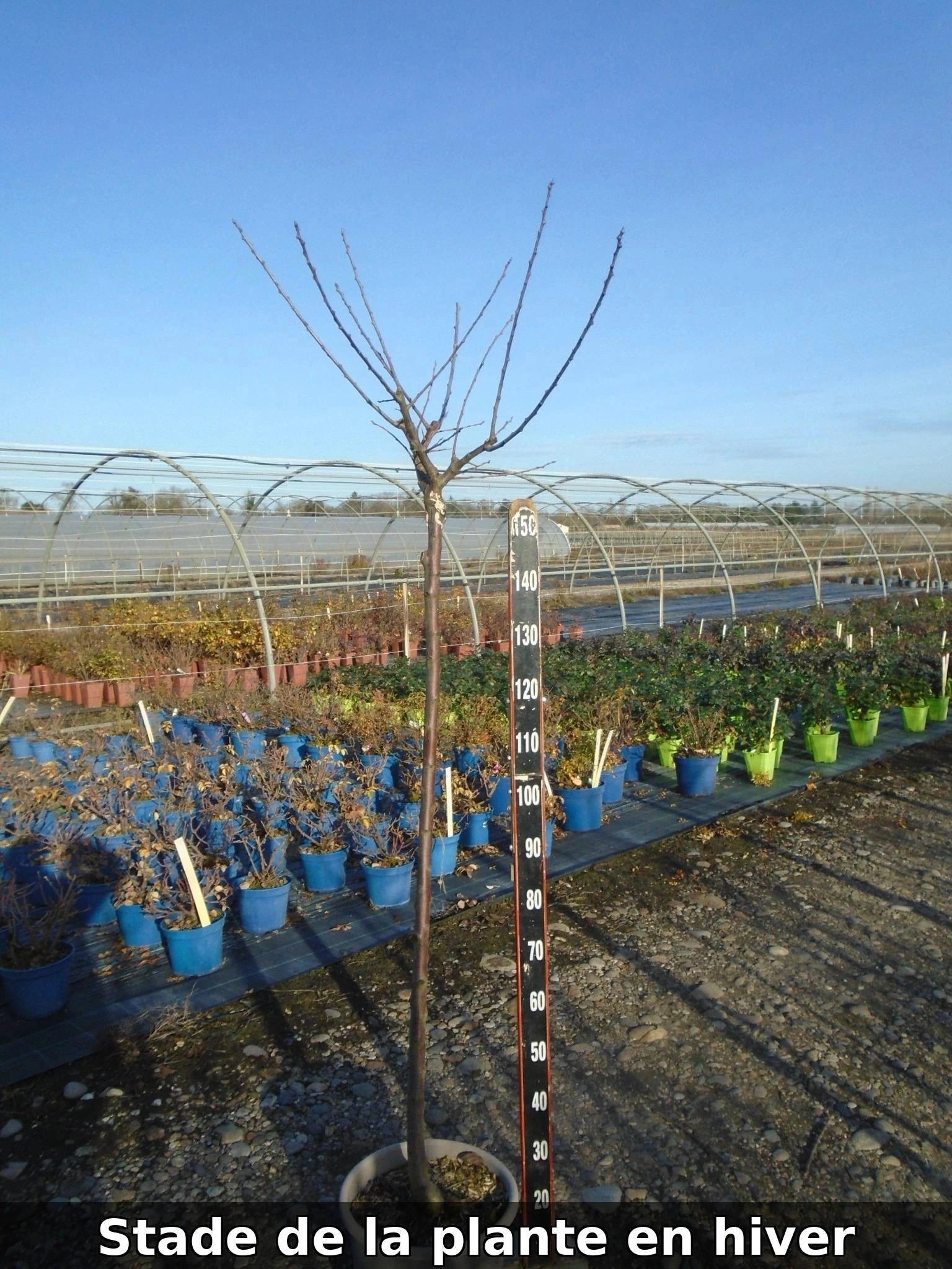 Prunier 'Reine Claude de Bavay' - 1/2 tige - H.175/200cm - Pot de 12 litres - Image 7