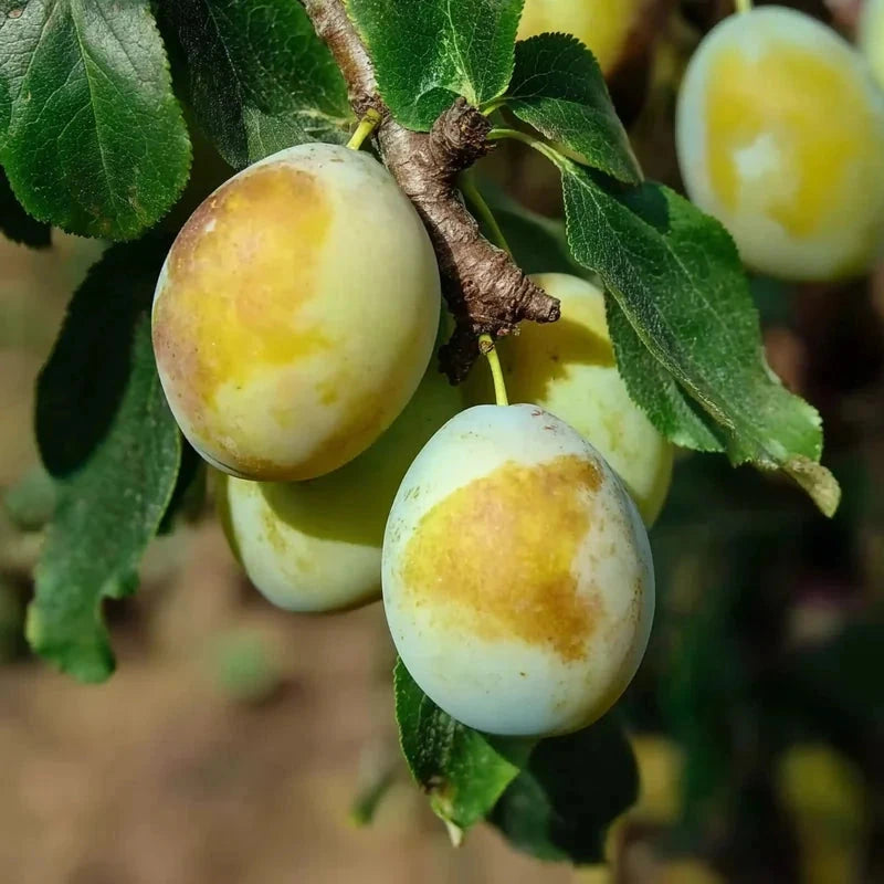 Prunier nain 'Goldust' - 1/4 tige - H.60/80cm - Pot de 10 litres