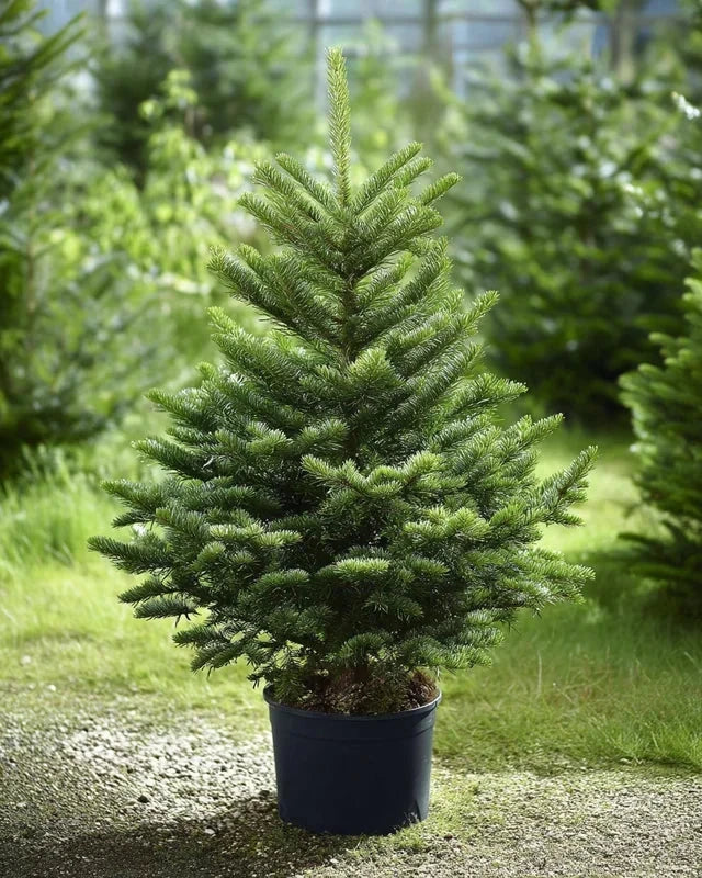 Sapin de Nordmann - H.100/125cm - Pot de 20 litres