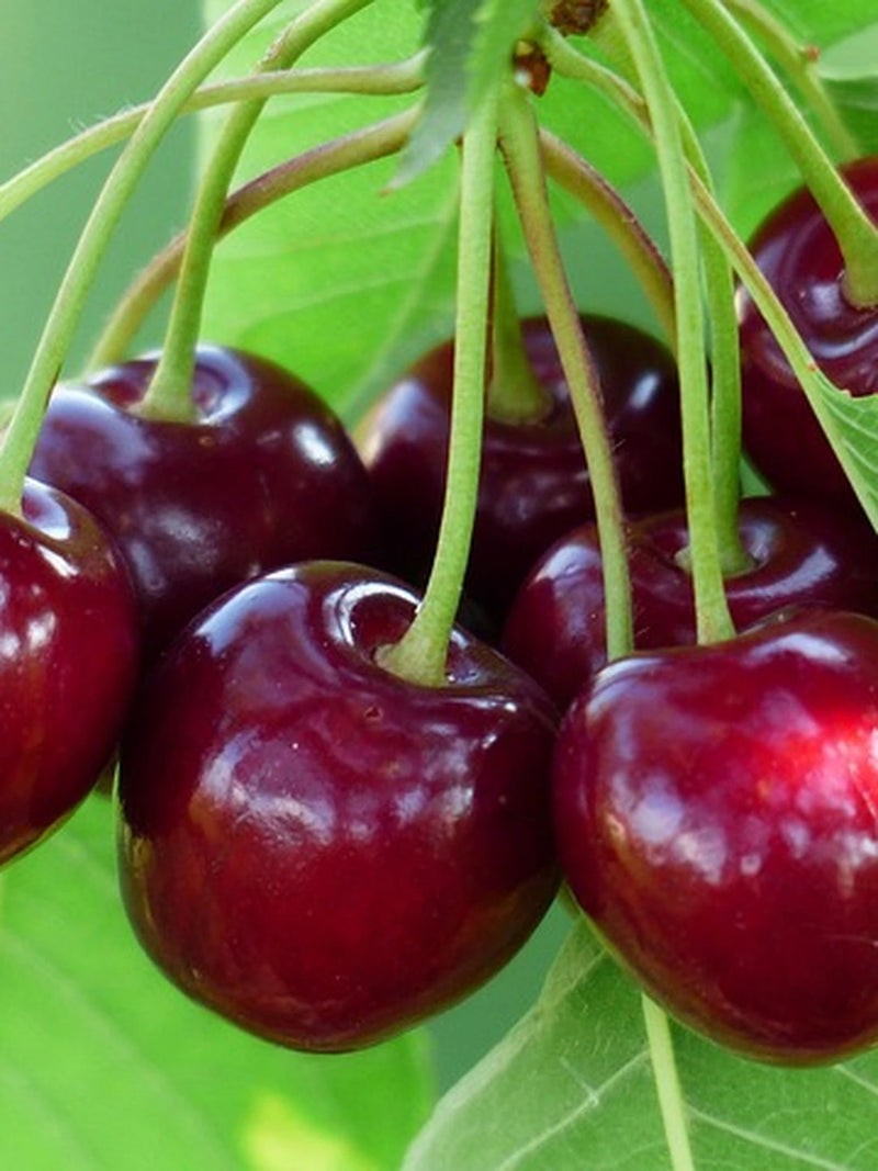 Cerisier 'Belle Magnifique' Label Rouge - 1/2 tige - H.175/200cm - Pot de 15 litres