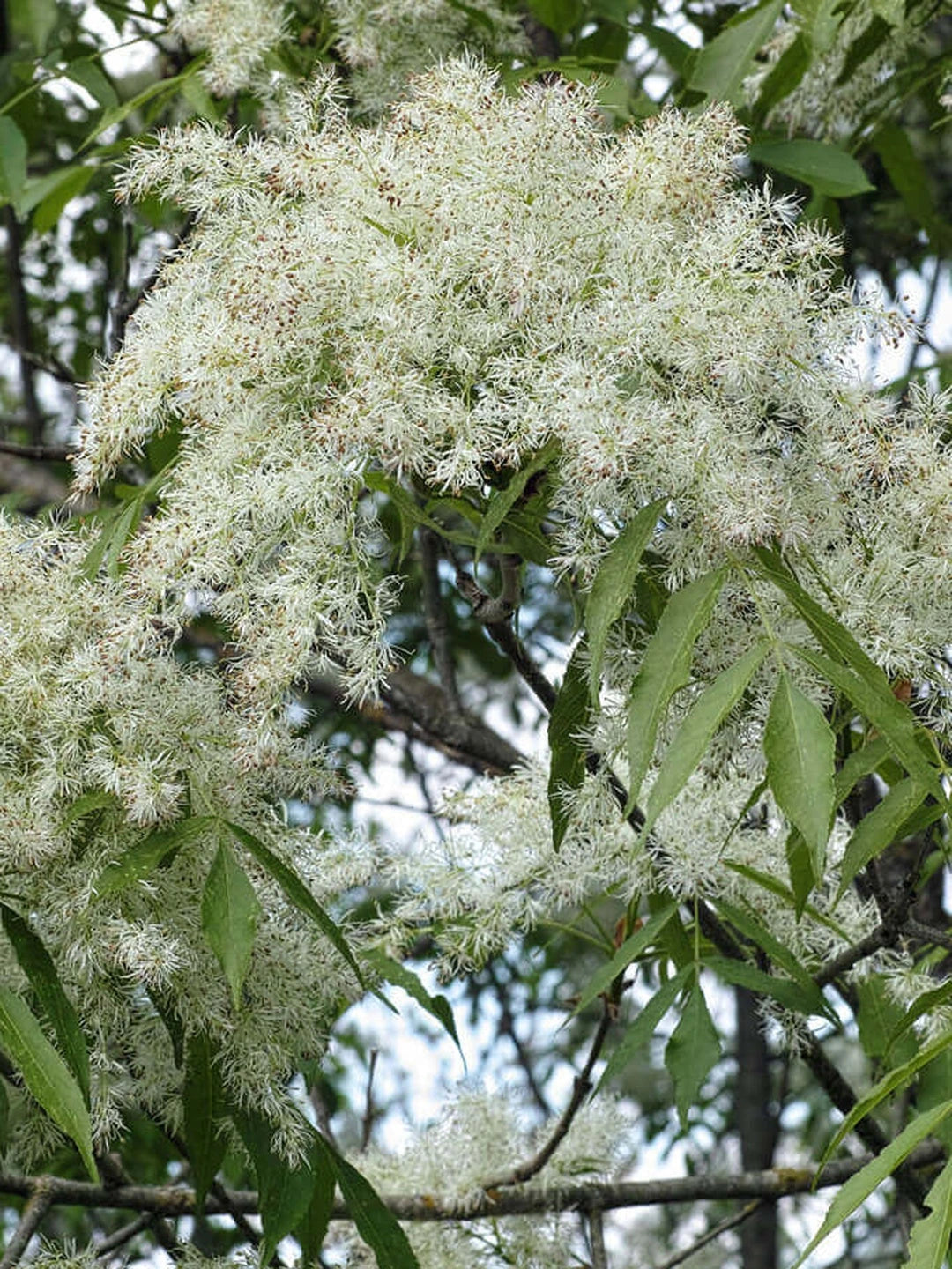 Frêne à fleurs 'Ornus' - Tige 8/10 - H.250/300cm - Racines nues - Image 2